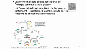 6BC09_homeostasie glucidique_partie 1 et 2 glycolyse et néoglucogenèse_UE6
