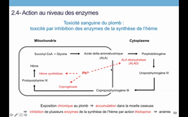 TCM_3_Toxicodynamie (3).mkv