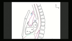 UE Cardiovasc - UE1 - AN1/AN2