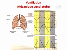 Physiologie respiratoire