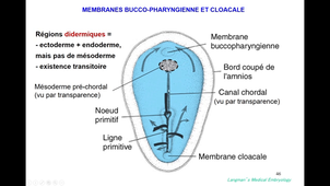 5e-LS1-PreG-Gastrulation