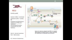 UE5 - Réticulum endoplasmique