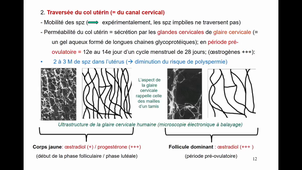 FECONDATION L1SPS UE4 1ere Partie Dr TELETIN