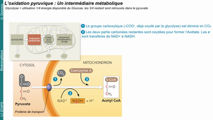 L1 - Bioénergétique - Partie 3-D - Les différentes voies métaboliques de resynthèse de l'ATP