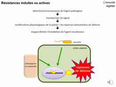 ISEP_Phytopath_Audio2