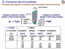 CM3 microtubule partie 1