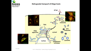 Endocytosis unplugged