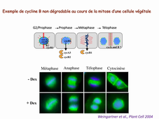 V2 5sur5 cycle cellulaire- Microscopie et Régulations Cellulaires Cours Schmit